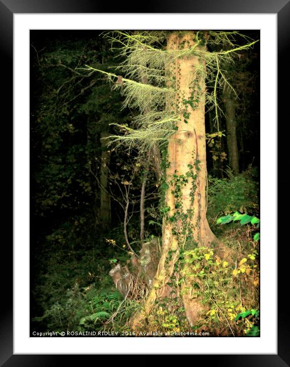 "SPOOKY NIGHT WOOD ,,,IT IS HALOWEEN!" Framed Mounted Print by ROS RIDLEY
