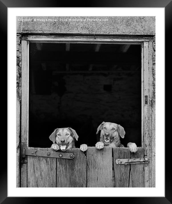 Dogs looking over stable door in Monochrome Framed Mounted Print by Maggie McCall