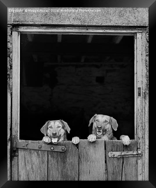 Dogs looking over stable door in Monochrome Framed Print by Maggie McCall