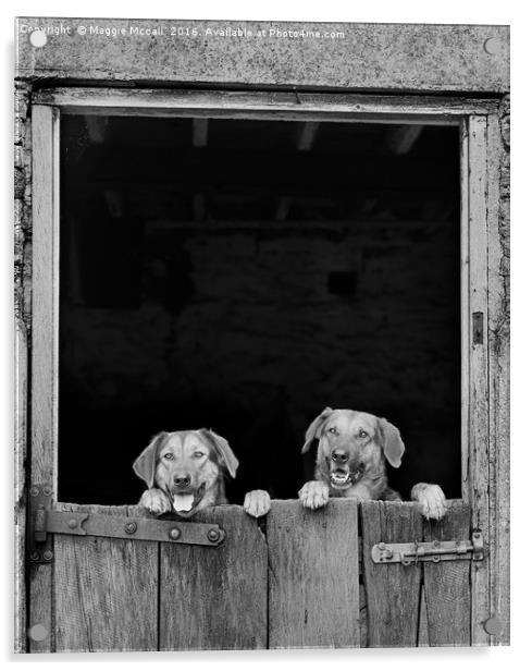 Dogs looking over stable door in Monochrome Acrylic by Maggie McCall