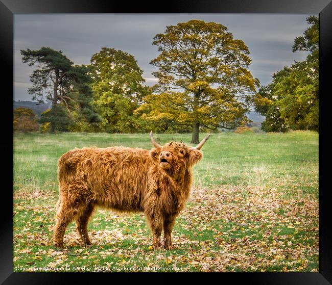 Highland Cow Framed Print by AMANDA AINSLEY