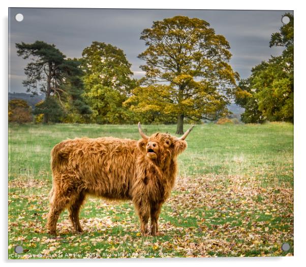 Highland Cow Acrylic by AMANDA AINSLEY