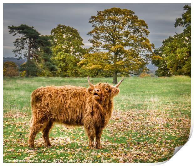 Highland Cow Print by AMANDA AINSLEY