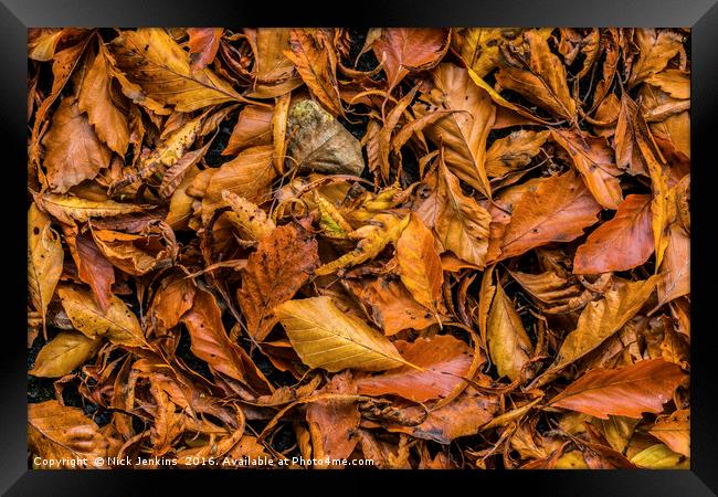 Autumn Beech Leaf Carpet in a woodland  Framed Print by Nick Jenkins