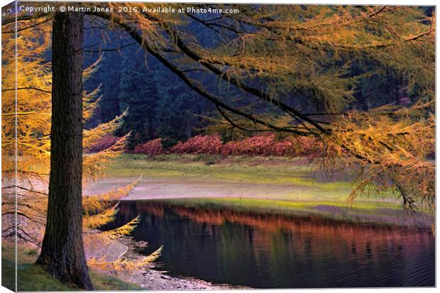 Larch Trees Awash in Autumnal Hues Canvas Print by K7 Photography