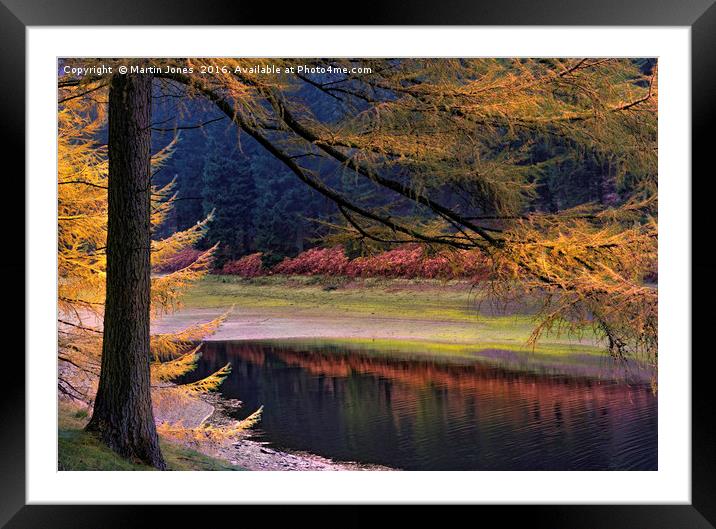 Larch Trees Awash in Autumnal Hues Framed Mounted Print by K7 Photography