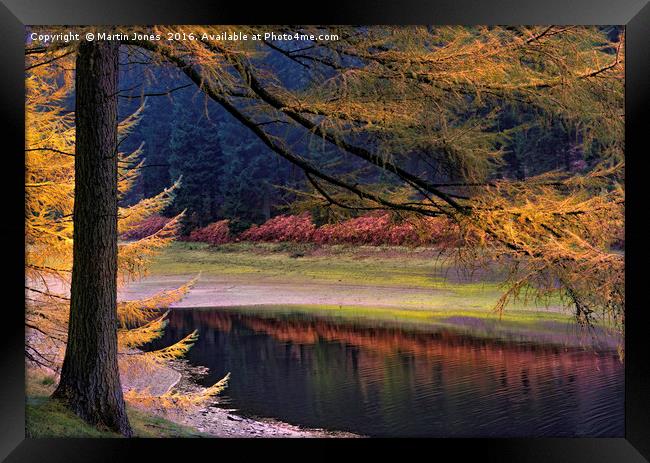Larch Trees Awash in Autumnal Hues Framed Print by K7 Photography