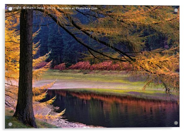 Larch Trees Awash in Autumnal Hues Acrylic by K7 Photography