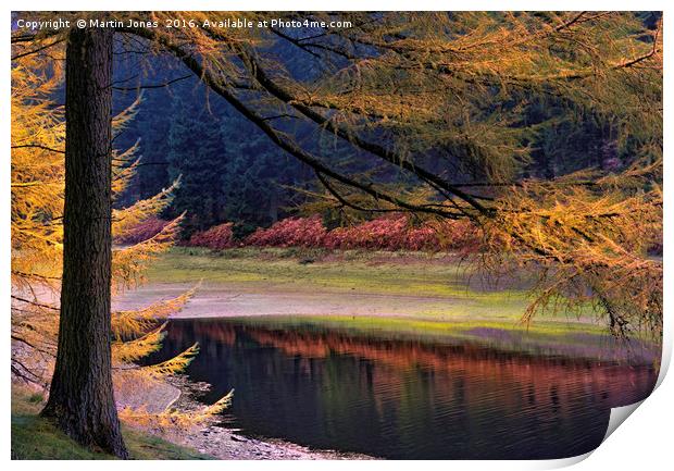 Larch Trees Awash in Autumnal Hues Print by K7 Photography