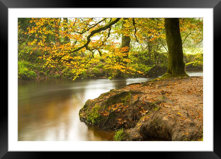 Autumn at Golitha Falls Framed Mounted Print by Michael Brookes