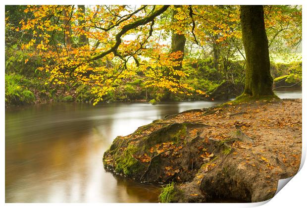 Autumn at Golitha Falls Print by Michael Brookes