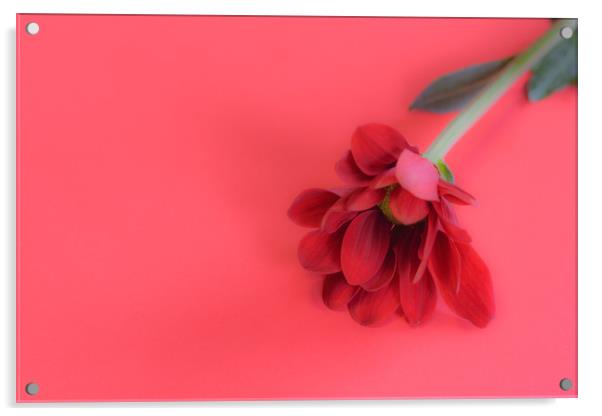Still Flower Acrylic by Mark Baker