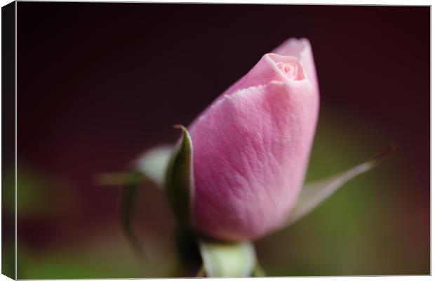 Diffuse Rose Canvas Print by Mark Baker