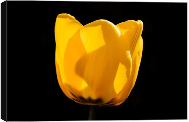 Tulip in Darkness Canvas Print by Mark Baker