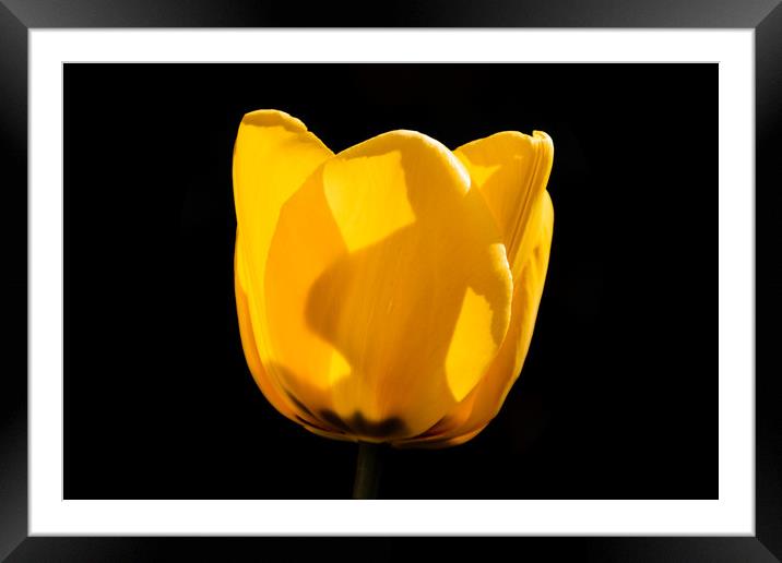 Tulip in Darkness Framed Mounted Print by Mark Baker