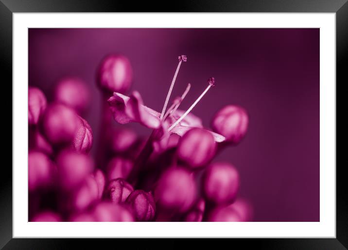 Lilac Flower Framed Mounted Print by Mark Baker