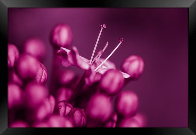 Lilac Flower Framed Print by Mark Baker