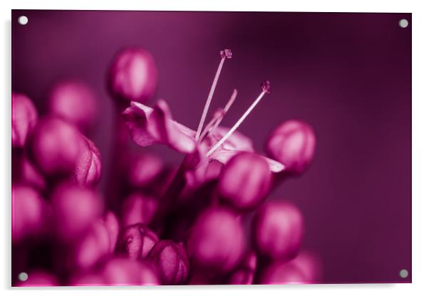 Lilac Flower Acrylic by Mark Baker