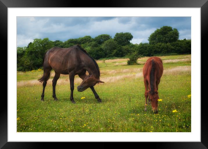 Horse Heaven Framed Mounted Print by Richard Downs