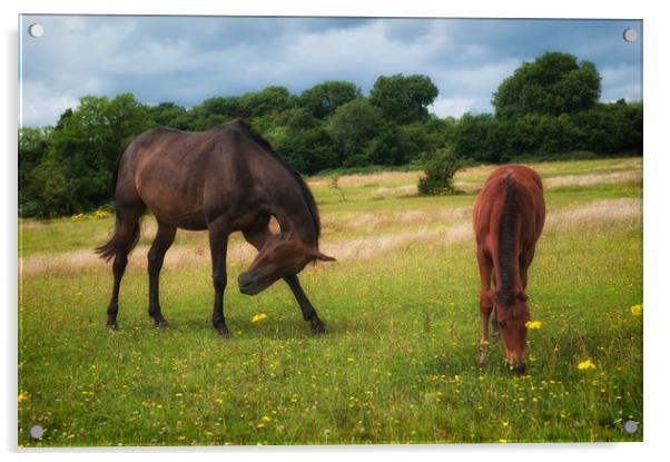 Horse Heaven Acrylic by Richard Downs