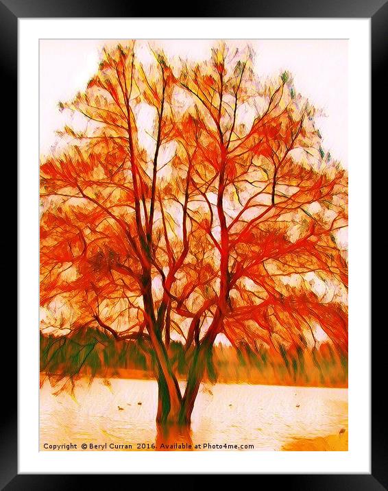 Majestic Autumn Tree Framed Mounted Print by Beryl Curran