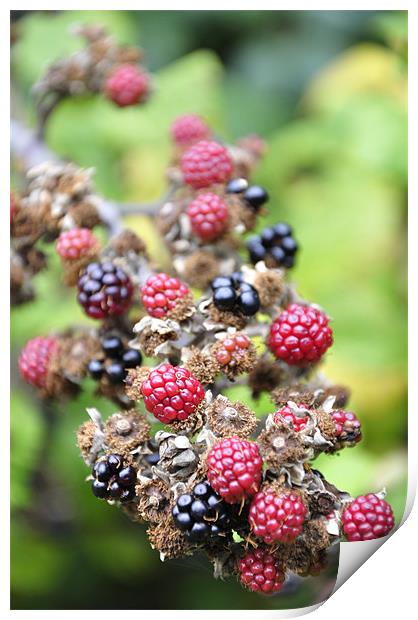 Juicy Wild Berries. Print by K. Appleseed.