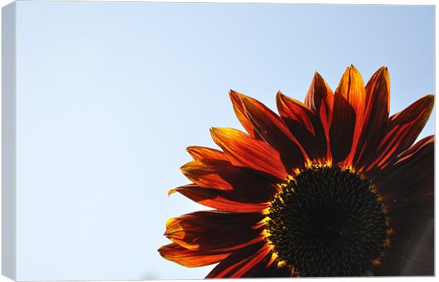 Red Sunflower Canvas Print by K. Appleseed.