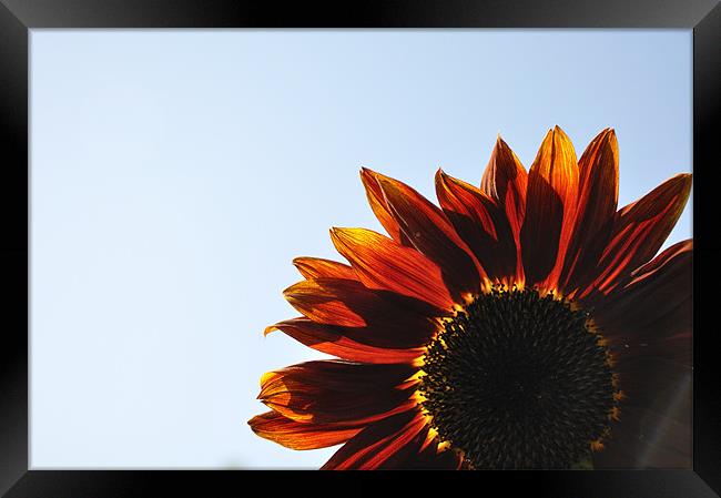 Red Sunflower Framed Print by K. Appleseed.