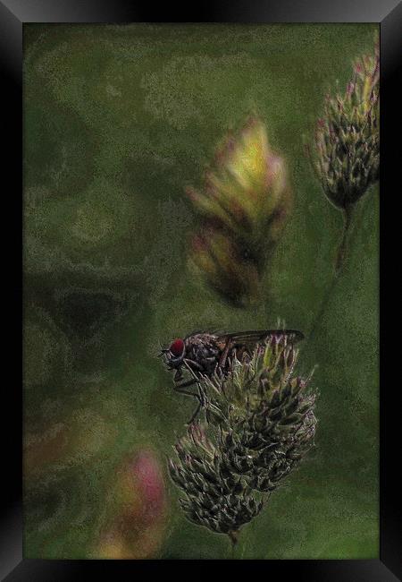 Arty-Fly Framed Print by Martin Parkinson