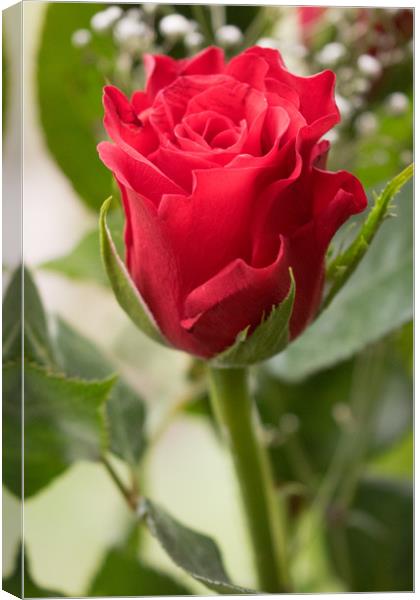 Rose Canvas Print by Mark Baker