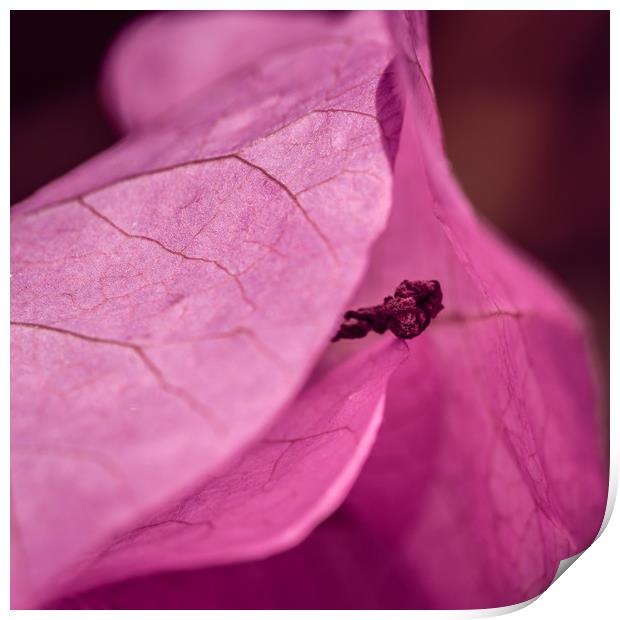 Lilac Flower Print by Mark Baker