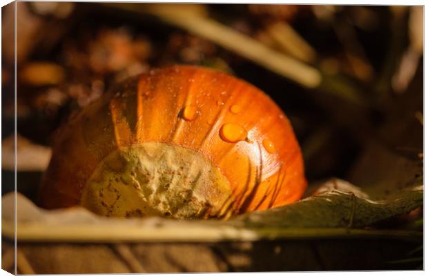 Sweet Chestnut Canvas Print by Mark Baker