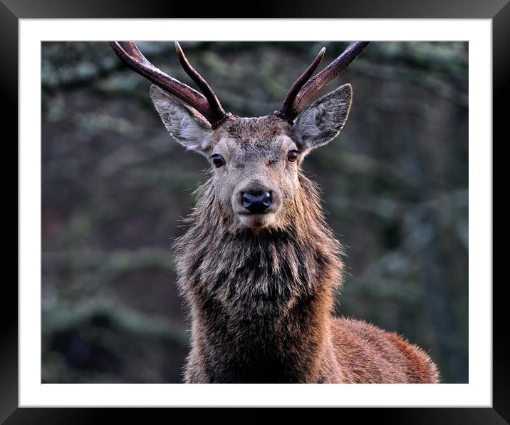Red Deer Stag  Framed Mounted Print by Macrae Images