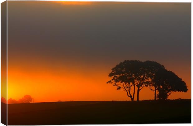 Trees at Sunrise Canvas Print by Gavin Liddle