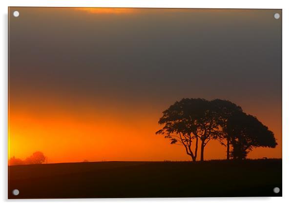Trees at Sunrise Acrylic by Gavin Liddle