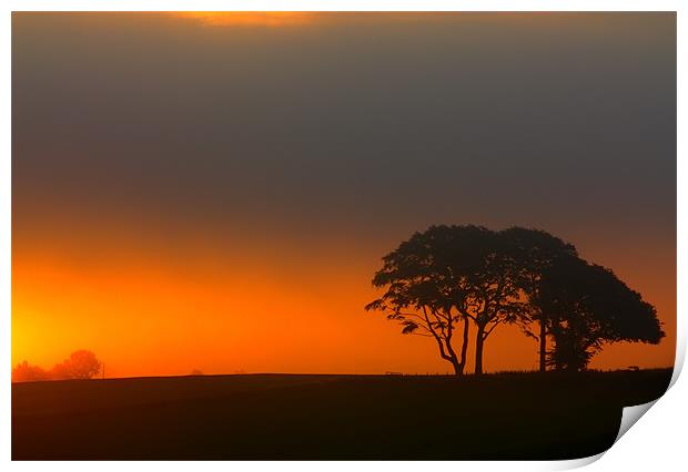 Trees at Sunrise Print by Gavin Liddle