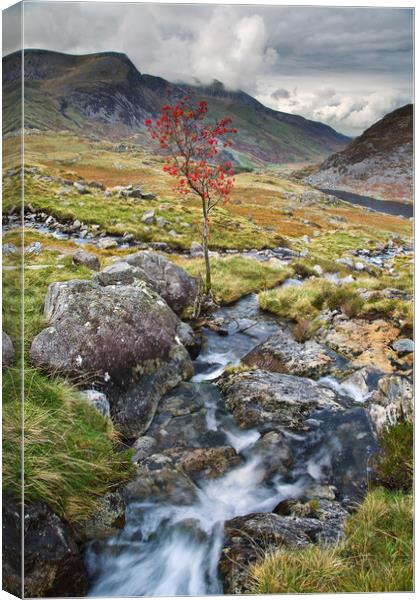 Tree near Tryfan Canvas Print by Rory Trappe