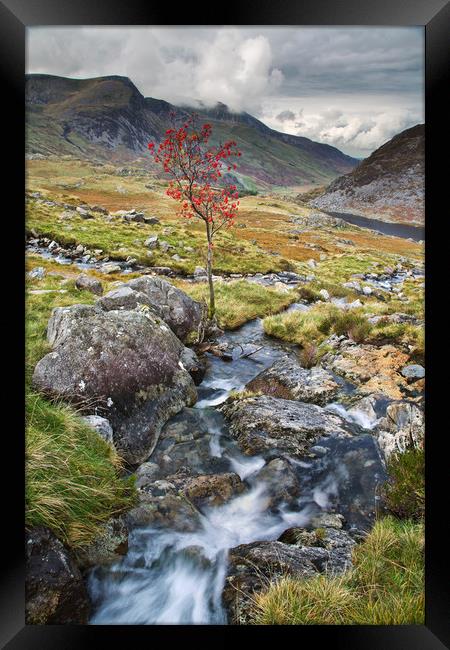 Tree near Tryfan Framed Print by Rory Trappe