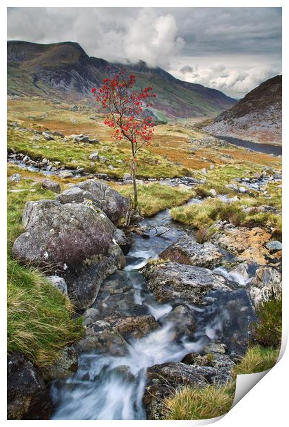 Tree near Tryfan Print by Rory Trappe
