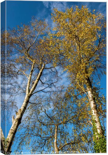 Silver Birch Trees in Autumn Canvas Print by Nick Jenkins