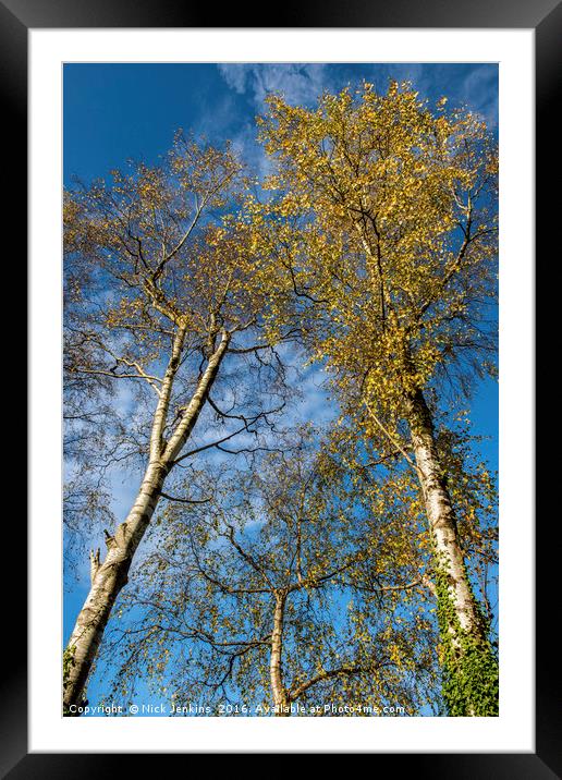 Silver Birch Trees in Autumn Framed Mounted Print by Nick Jenkins