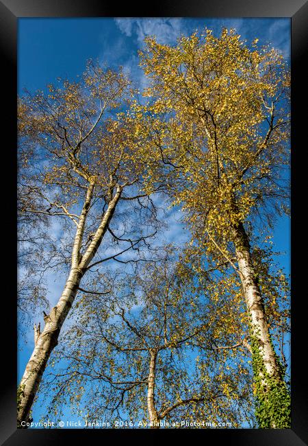 Silver Birch Trees in Autumn Framed Print by Nick Jenkins