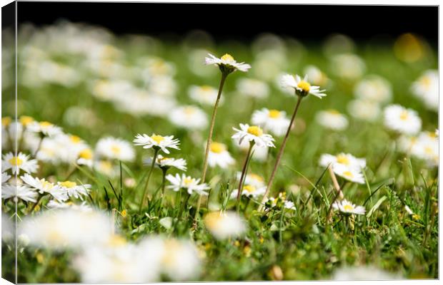 Sea of Daisies Canvas Print by Mark Baker