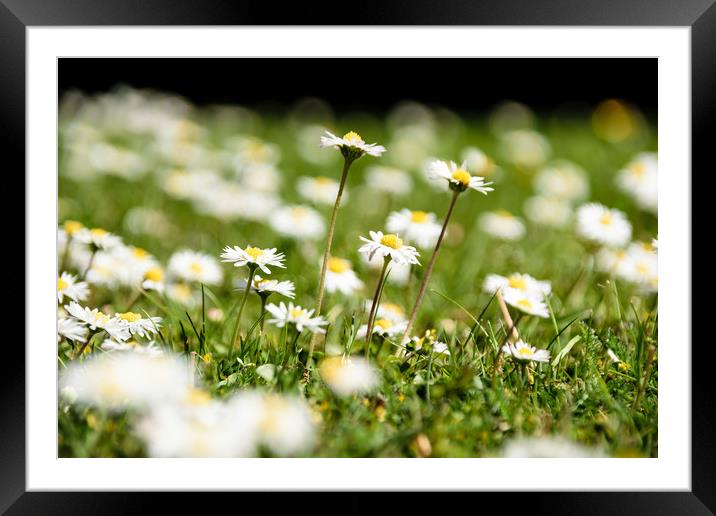 Sea of Daisies Framed Mounted Print by Mark Baker