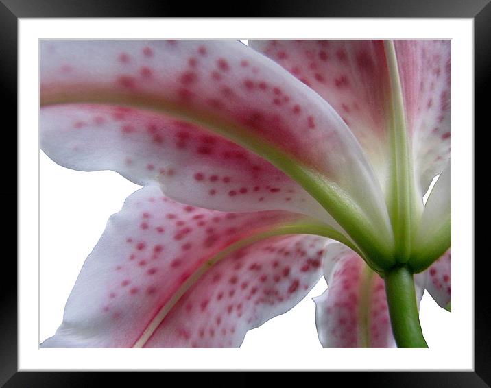 Under The Lily Framed Mounted Print by Jacqi Elmslie