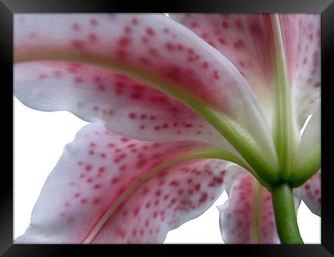 Under The Lily Framed Print by Jacqi Elmslie