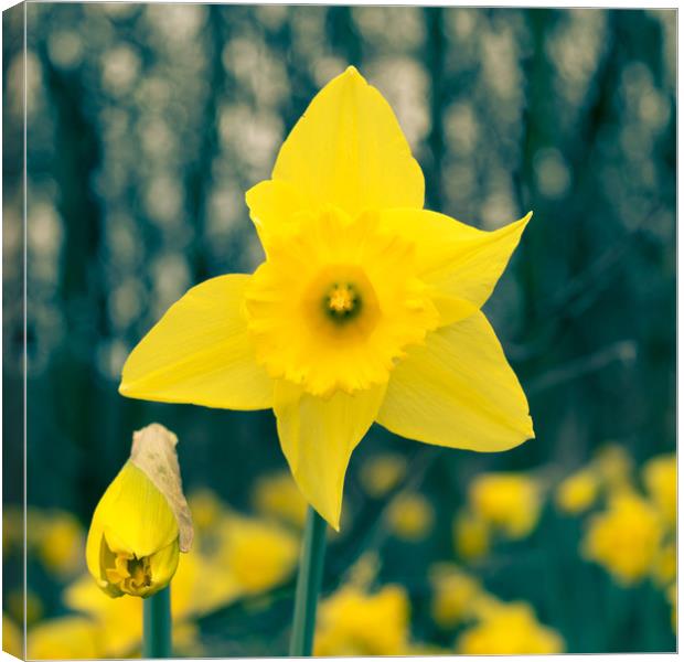 Toned Daffodil Canvas Print by Mark Baker