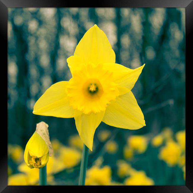 Toned Daffodil Framed Print by Mark Baker