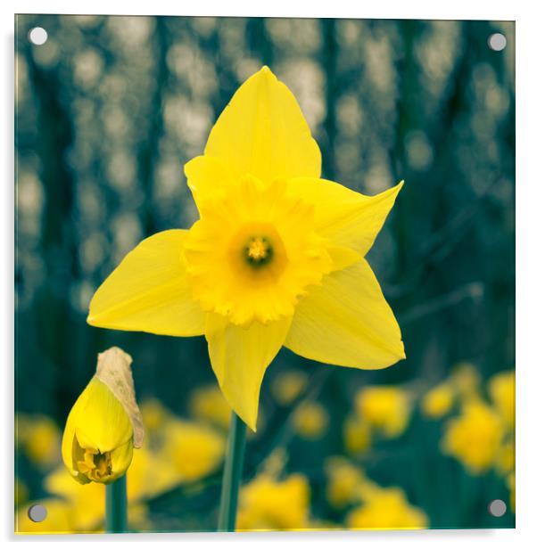 Toned Daffodil Acrylic by Mark Baker