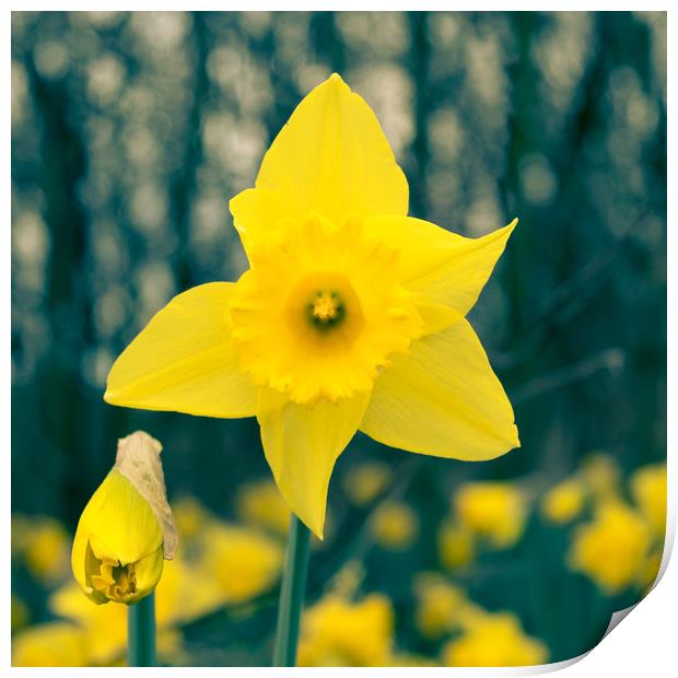 Toned Daffodil Print by Mark Baker